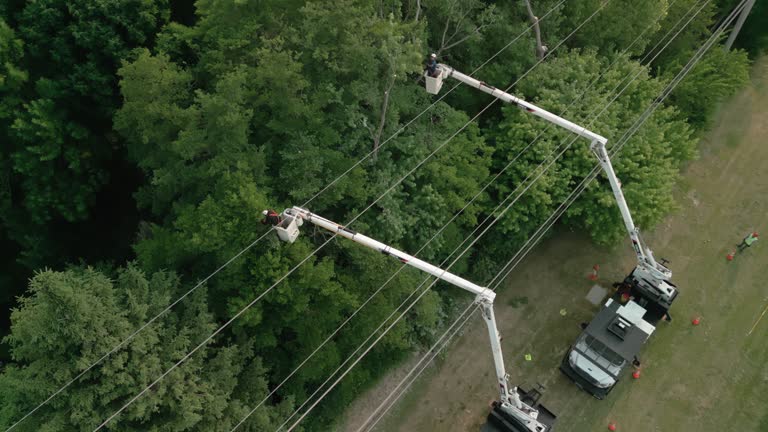 Best Tree and Shrub Care  in Spring Grove, IL